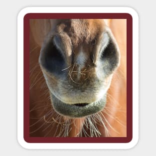 Horse Mouth Sticker